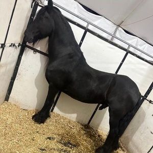 Meet your Posher, Eden